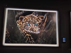 -罗红摄影艺术馆