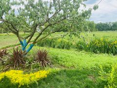 -桤木河湿地公园