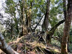 -云南屏边大围山国家公园