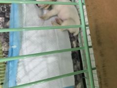 -宠颐生宠物医院·心肾内科·猫专科诊疗中心宠巢店