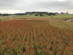 -莲花山花海