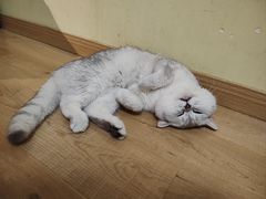 -Meowの猫咖(万家丽店)