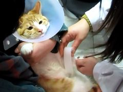 -纳吉亚猫专科动物诊疗中心(蒋宅口分院)