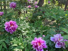 -国家植物园南园