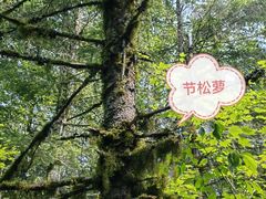 -汤旺河林海奇石景区
