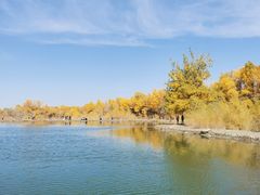 -金塔沙漠胡杨林景区