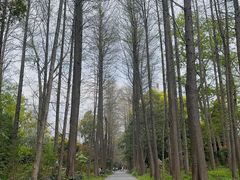 -上海滨江森林公园