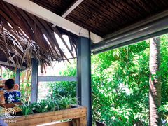 -Rainforest