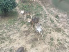 -贵州森林野生动物园