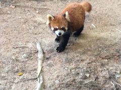 -深圳野生动物园