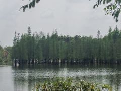 -白鹭湾湿地公园