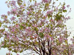 -广东花都湖国家湿地公园