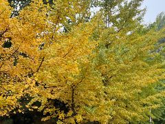 -长白岛森林公园