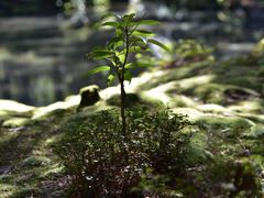 -西芳寺(苔寺)