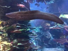 -迪拜帆船酒店海底餐厅