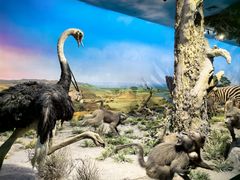 -国家自然博物馆