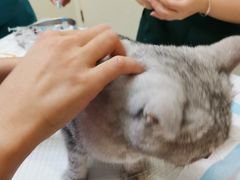 -瑞派康怡24h宠物医院·犬猫医疗中心·微创绝育(瑞景分院)