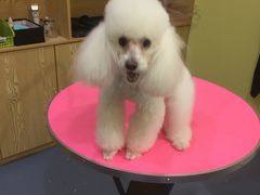 -瑞鹏宠物医院·爱宠堂·骨外专科(西荷分院)