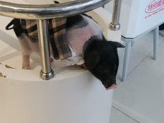 -怪兽屋·羊驼·猫咖·狗咖(俊华广场店)