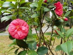 -深圳国际园林花卉博览园