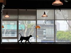 -三猫黑鱼花(南大店)