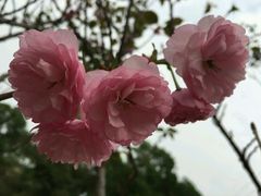-天适樱花悠乐园