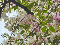 -深圳国际园林花卉博览园