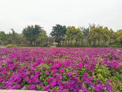 -广东花都香草世界旅游度假区