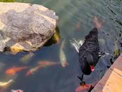 -花果山庄•现烤荔枝柴烧鹅