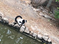 -清迈夜间动物园