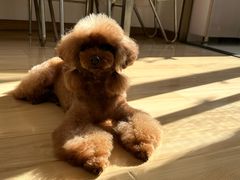 -爱派特动物医院·全科诊疗中心