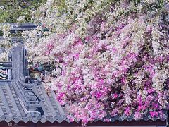 -深圳国际园林花卉博览园