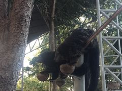 -清迈夜间动物园