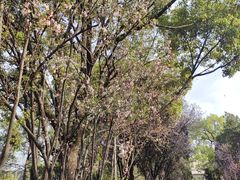 -云南师范大学(一二一西南联大校区)