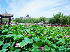 -莲花池公园