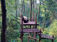 景点-成都大熊猫繁育研究基地