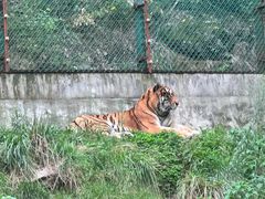 -栾川竹海野生动物园