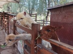 -桑干河大峡谷旅游区