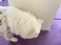 -怪兽屋·羊驼·猫咖·狗咖(俊华广场店)