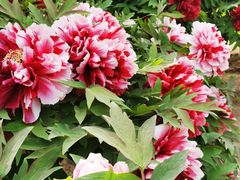 -莲花池公园