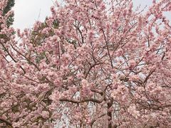 -桃花堤公园