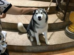 -more than meow吴止猫主题餐厅(承德 中船汇店)