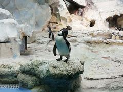 -帝企鹅自助餐厅•儿童岛•真企鹅(长隆企鹅酒店)