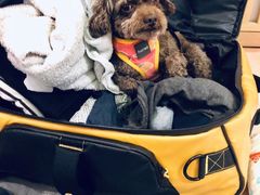 -爱侣宠医·鹦鹉专科·小型哺乳类·异宠专科(灵石路店)