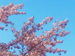 -顾村公园