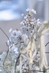 -琥珀婚礼策划AMBER WEDDING