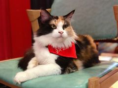 -猫色咖啡·猫咖
