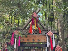 -西双版纳原始森林公园