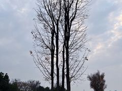 -盘龙城国家考古遗址公园