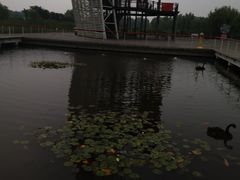 -微山湖红荷湿地景区